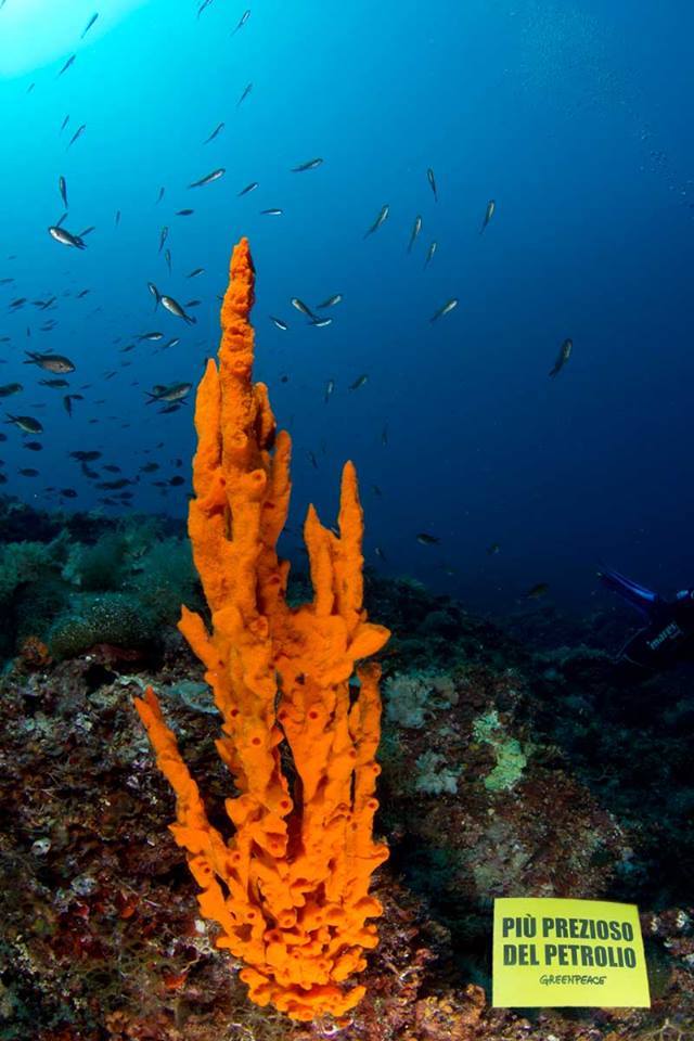 Greenpeace appello referendum (2)