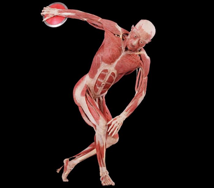 Real Bodies Exhibition (3)