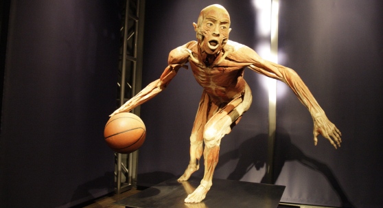 Real Bodies Exhibition (2)