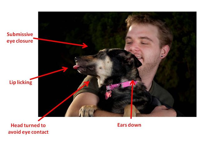 Segnali stress canino 2