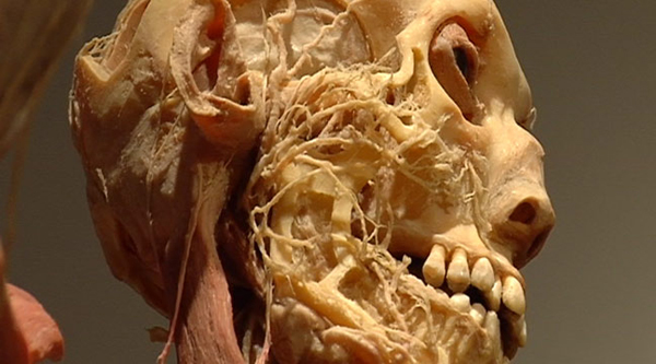 Real Bodies Exhinbition (1)