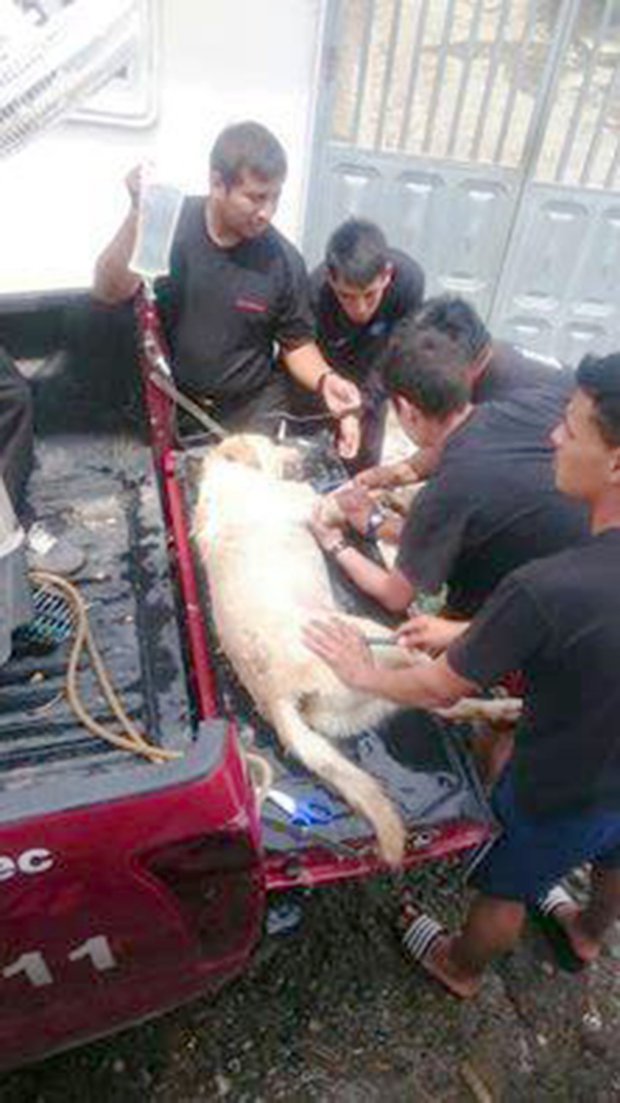 Dayko con i colleghi pompieri