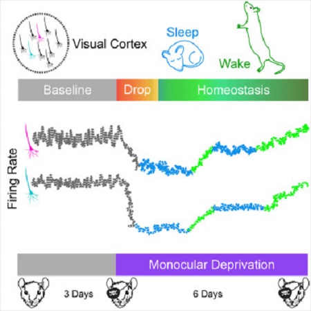 Plasticità omeostatica e sonno