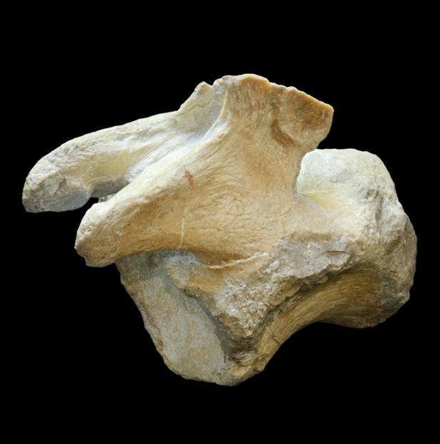 Vertebra di Tito