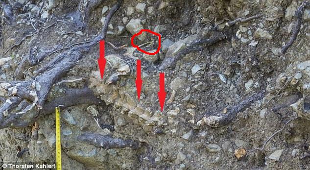 Scheletro: parte superiore