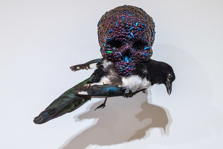 Anche il corvo è stato posto in bocca al teschio