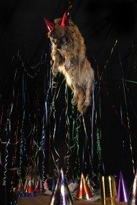 Gli animalisti si ribellano