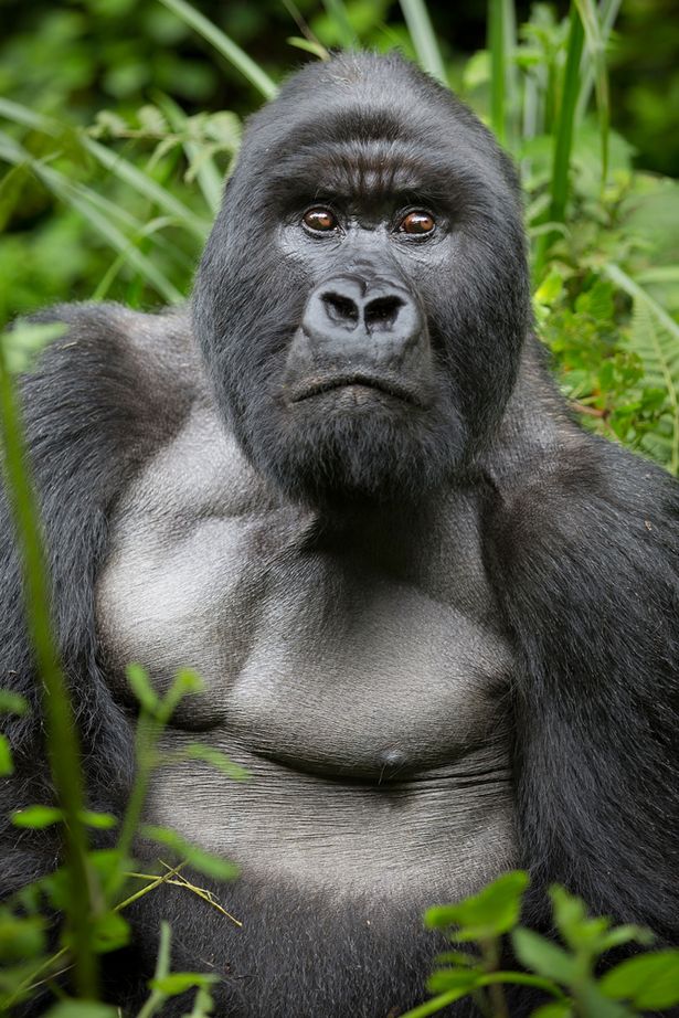 Gorilla del Ruanda (2)