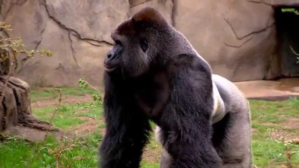 Harambe era della specie dei gorilla di pianura