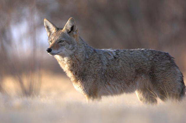 Il fossile di cane ritrovato è molto simile al coyote