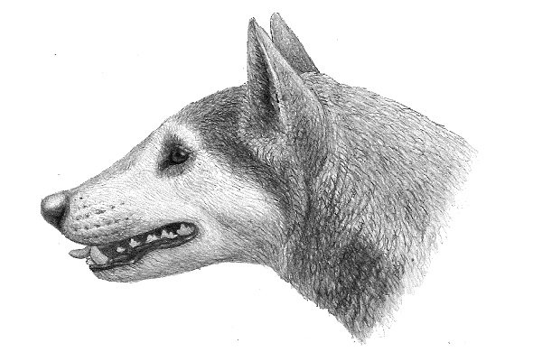 La riproduzione del Cynarctus wangi