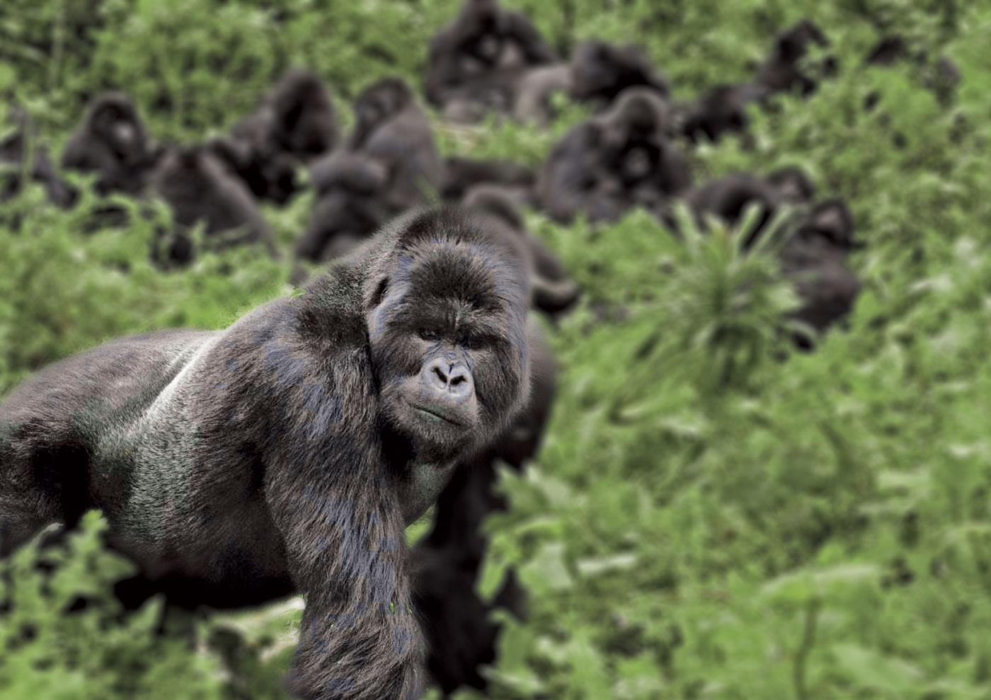 Gorilla del Ruanda (3)