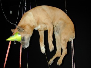 Uno dei tanti cadaveri esposti da Fabre