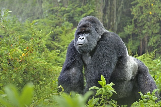 Gorilla del Ruanda (1)