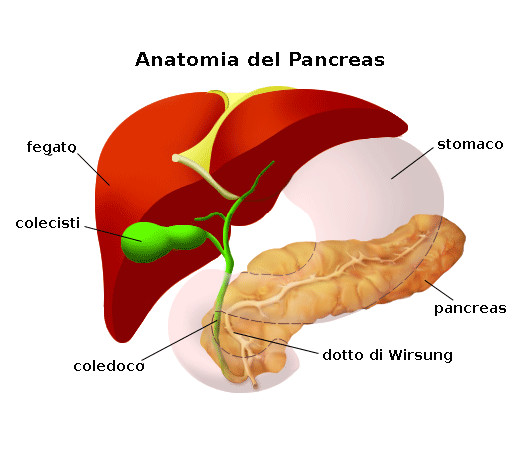 Anatomia del pancreas