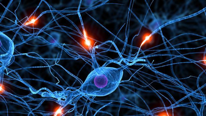 La soluzione sarebbero le cellule staminali