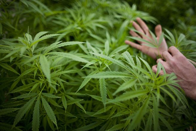 La vicenda è avvenuta nei pressi di una piantagione di marijuana