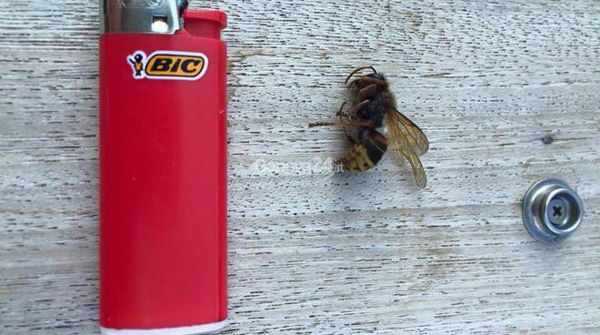 Dimensioni calabrone killer