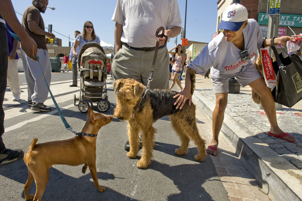 Cani nei luoghi pubblici