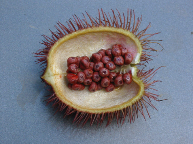 Semi di Annatto