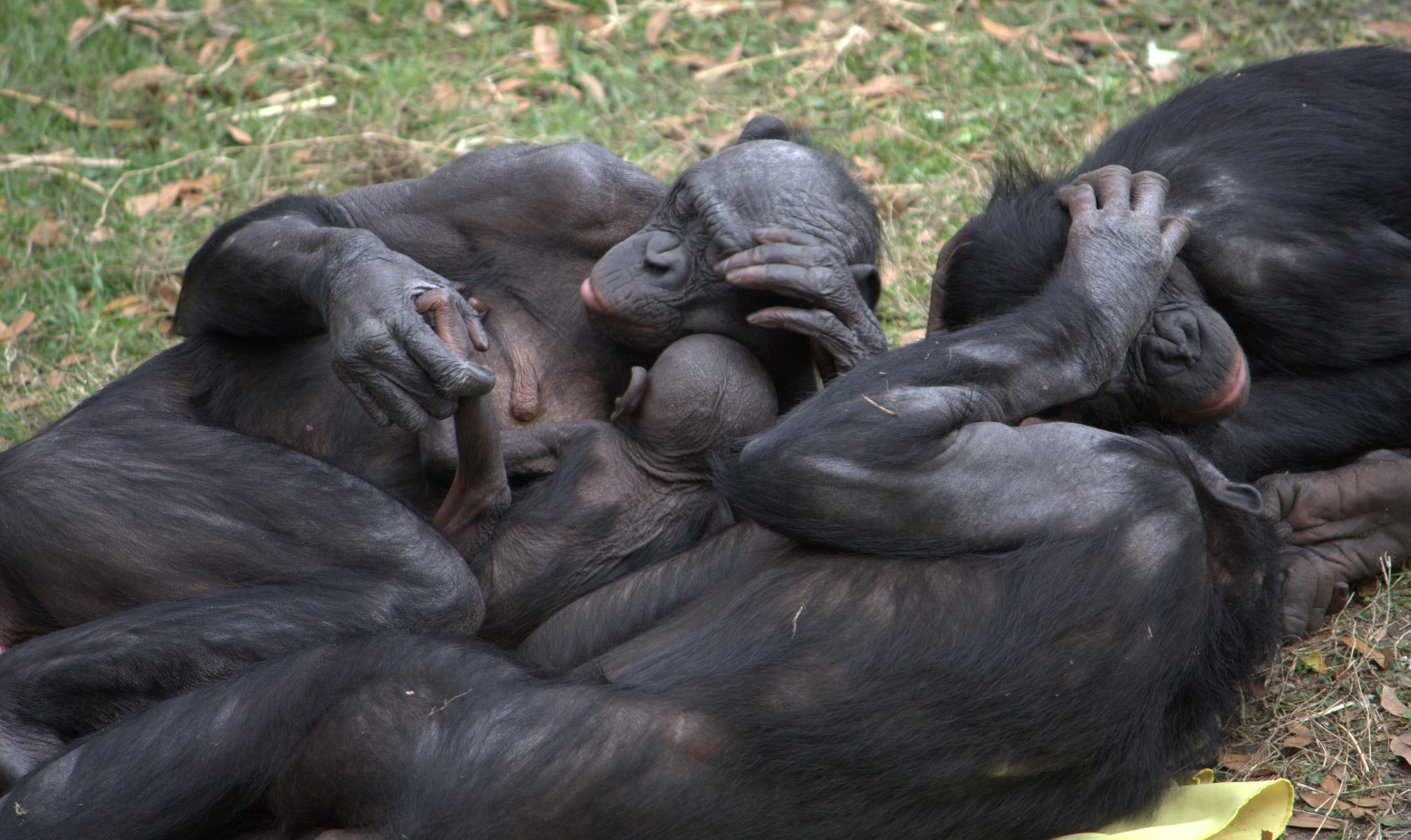 Gruppo di bonobo