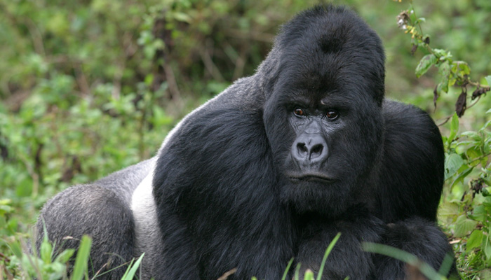 Gorilla orientale