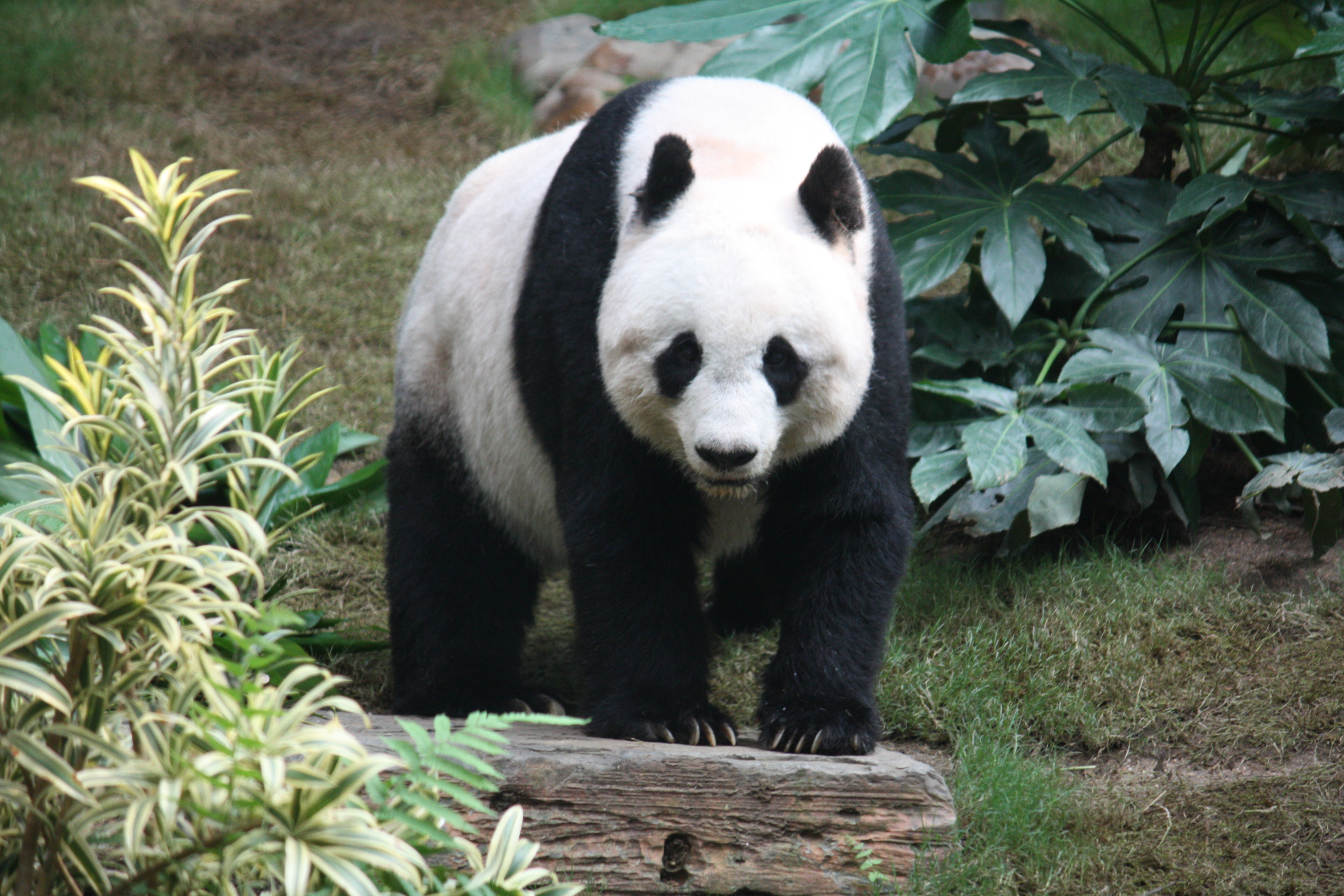 Panda Gigante