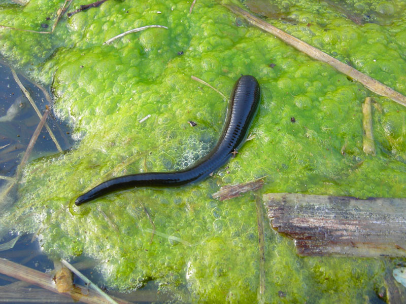 Sanguisuga nel fiume