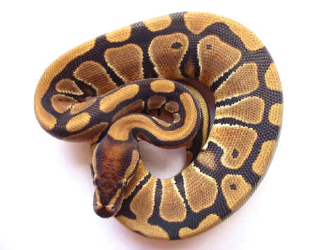 Esemplare di pitone palla