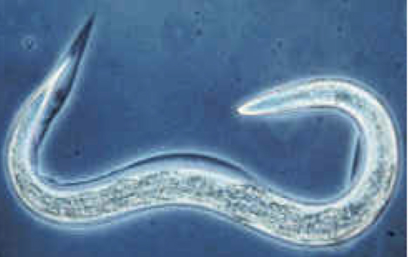 Longevità in Caenorabditis elegans