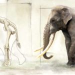 Trovati resti di Elephas Antiquus