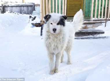 Husky in Siberia