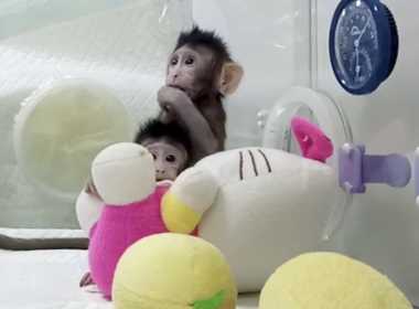 Clonazione scimmie