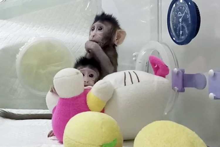Clonazione scimmie