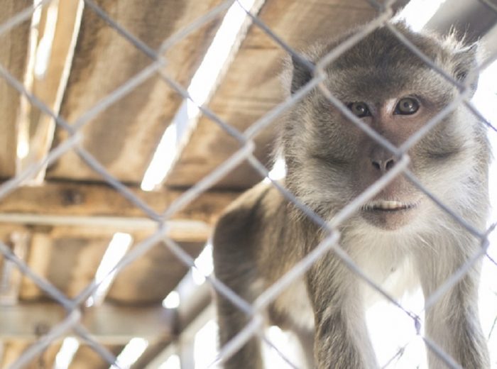 Esperimenti su scimmie