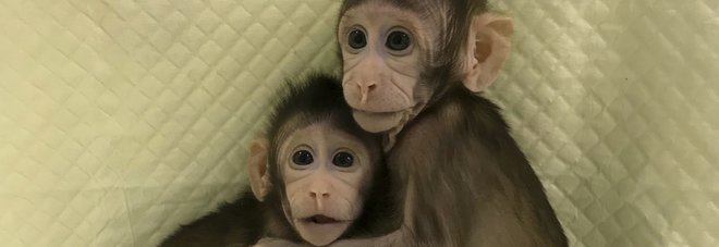 Le due prime scimmie clonate