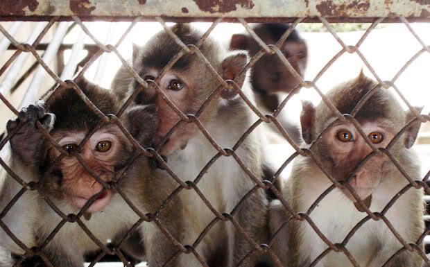 Scandalo test di Volkswagen sulle scimmie