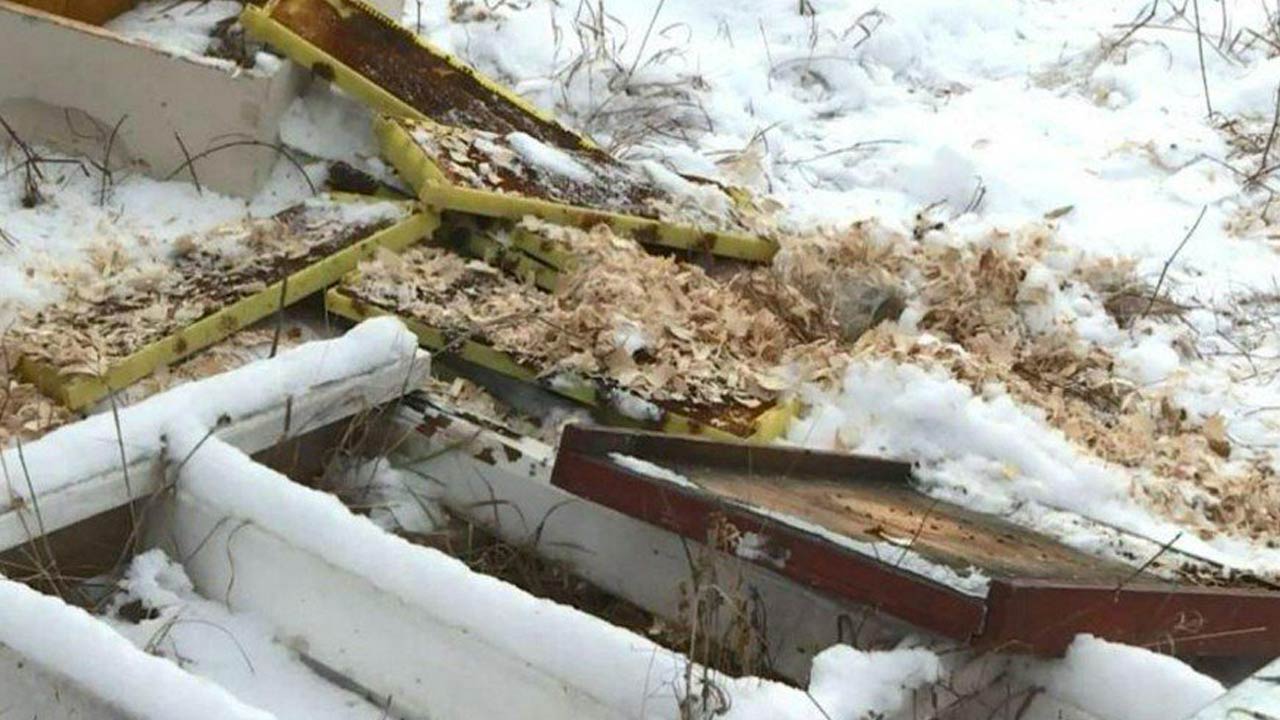 Api uccise da atto vandalico