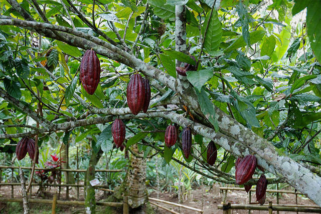 è dalla pianta di cacao che si ricava il cioccolato