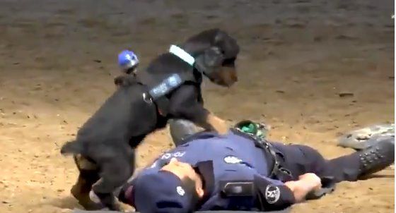 Massaggio Cardiaco, cane poliziotto
