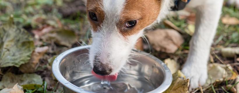 Acqua fredda ai cani