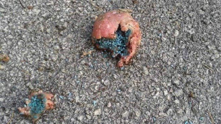 Allarme, bocconi avvelenati