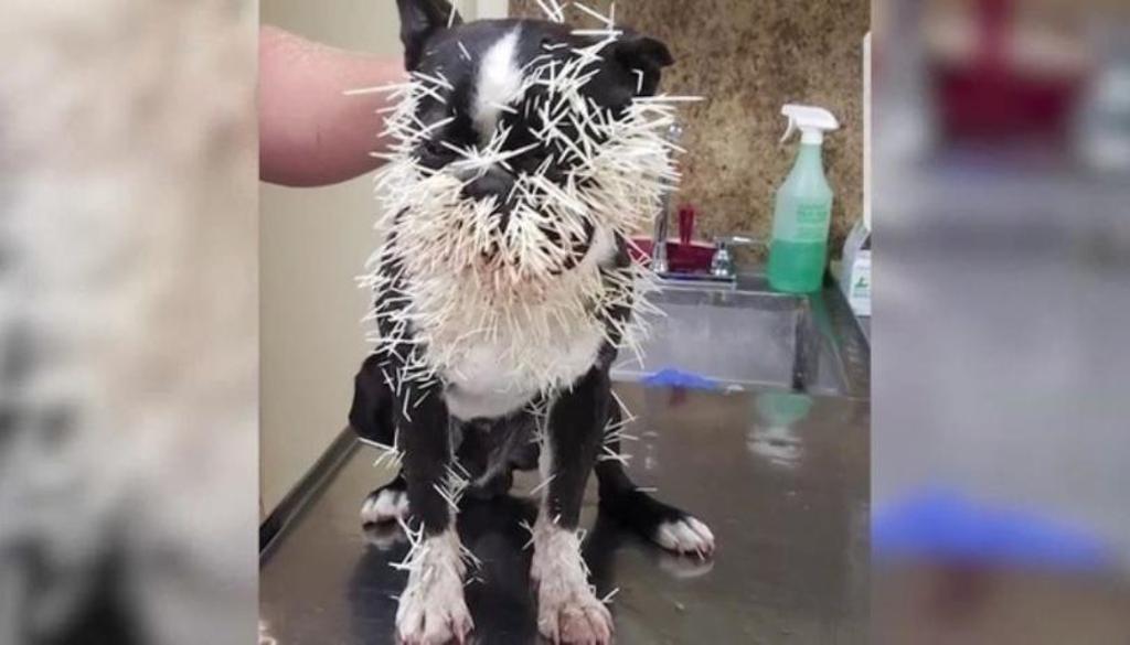 Cane ferito da Istrice