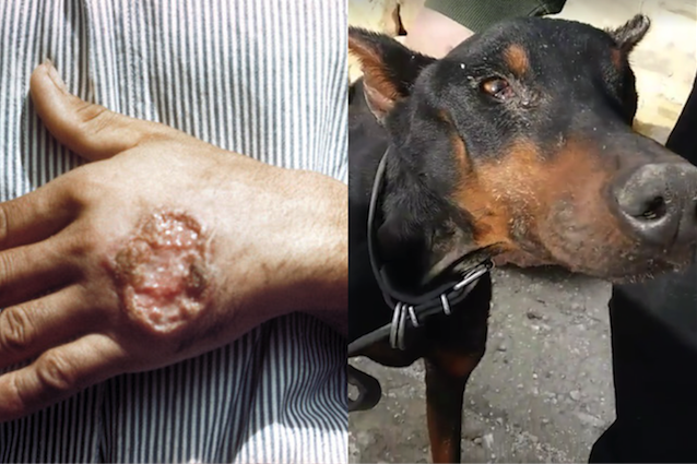 Cani e proprietari pericolo Leishmaniosi