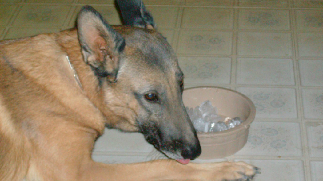 Cubetti di ghiaccio ai cani