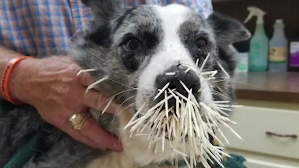 Istrice ferisce cane