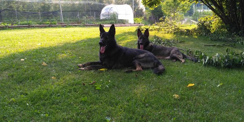 Susà, Yara e Byron avvelenati