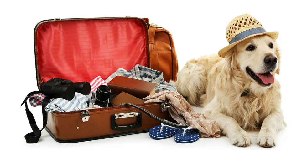 Animali ammessi in Hotel