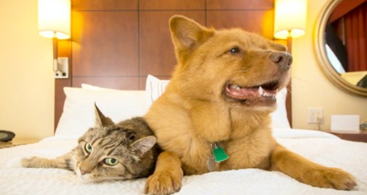 Cani e Gatti, strutture pet friendly