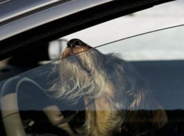 Torino, cani in auto